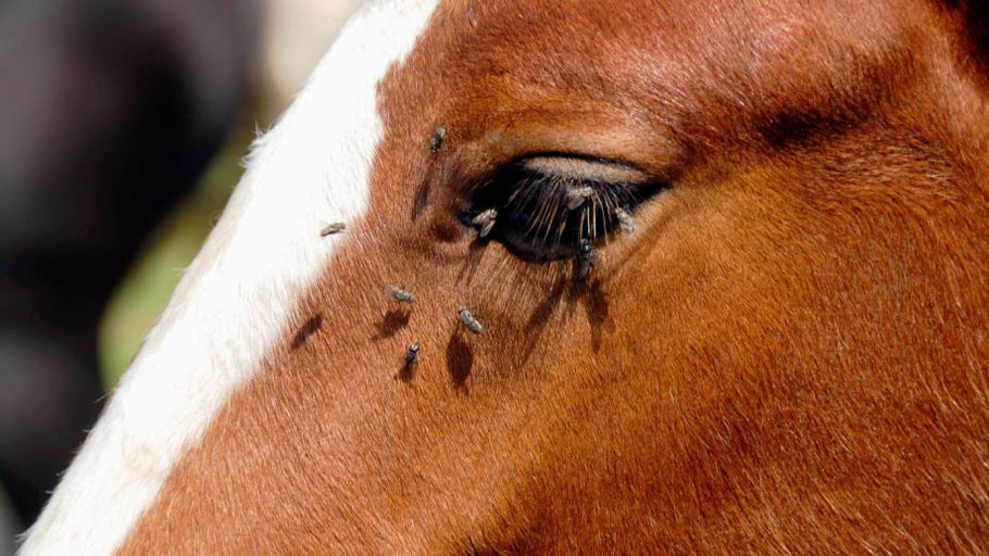Your Horse Will Love You If You Provide Fly Protection