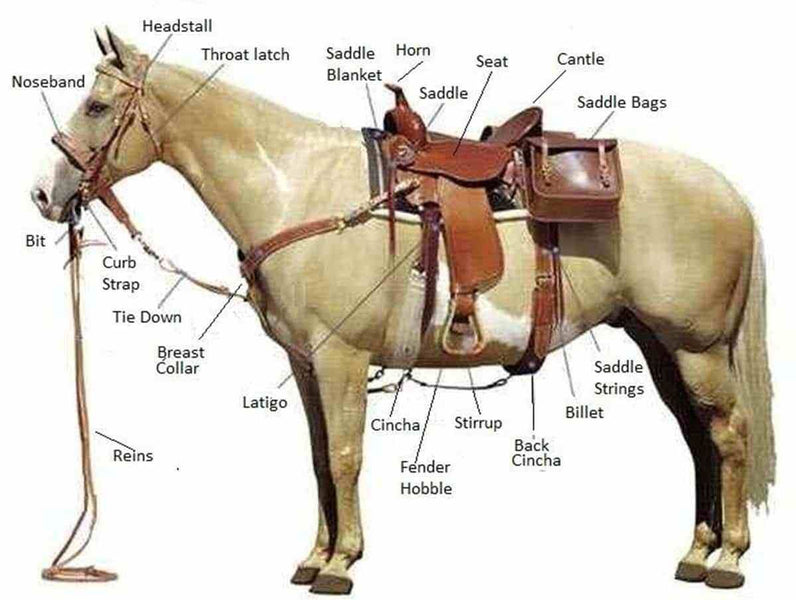 Horse Saddles Explained