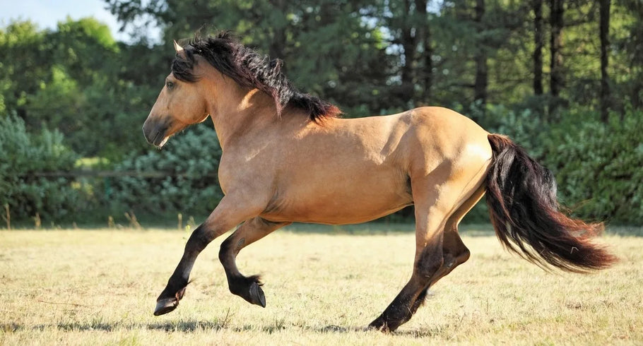 Saddles and Gaited Horses