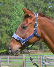 Load image into Gallery viewer, CorrectConnect Magna Halter in Blue with Fleece and Leather Breakaway