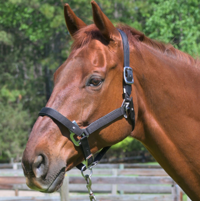 CorrectConnect Magna Halter  in Black With Leather Breakaway