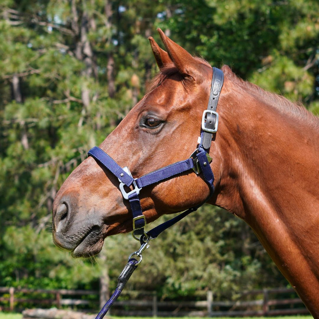 CorrectConnect Magna Halter in Blue with Leather Breakaway