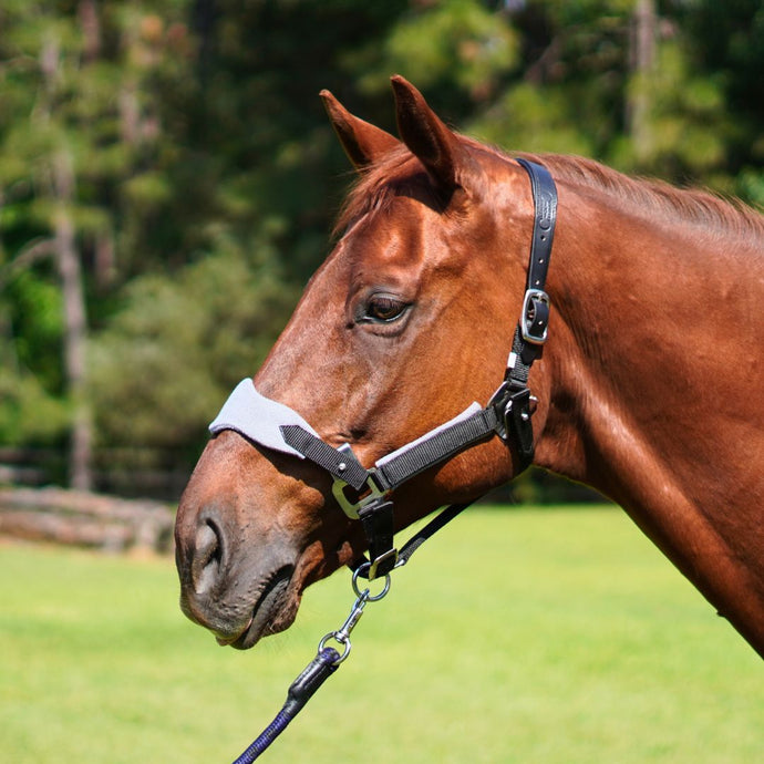 CorrectConnect Magna Halter ™ in Black with Fleece Noseband and Leather Breakaway